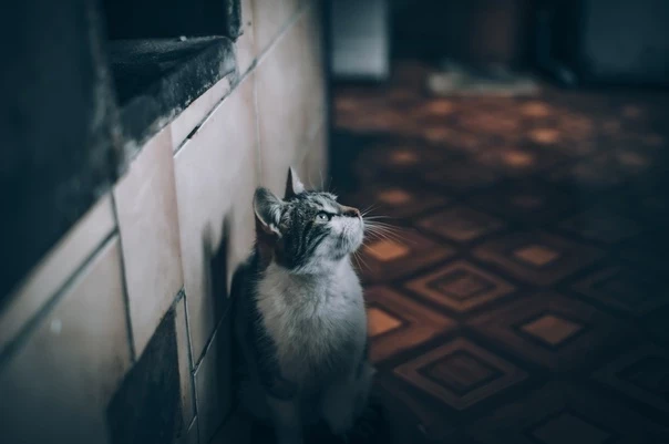 Почему кошек называют пушистыми провидцами, и какие знаки они подают перед приходом большой беды