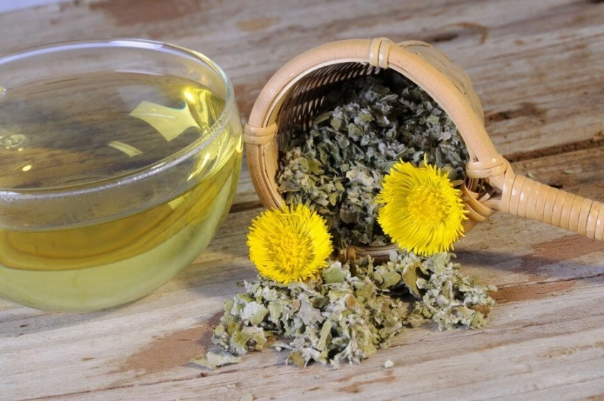 Зеленая аптека: какие 6 копеечных трав, которые заменят дорогие лекарства