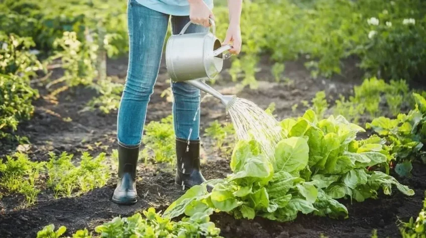 5 хитростей, как поливать сад и огород, расходуя в 2 раза меньше воды