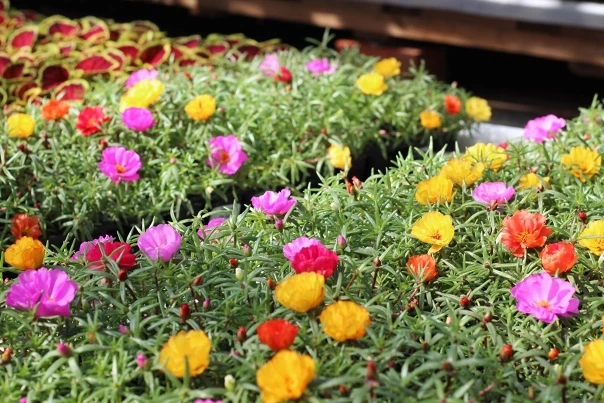 Какими цветами можно озеленить могилу, потому что они не требуют ухода