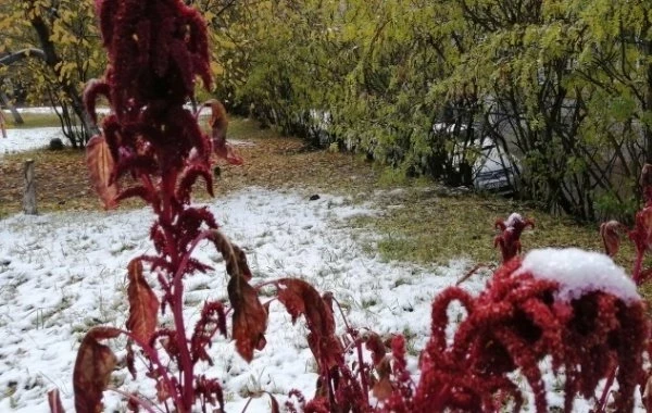 Вильфанд спрогнозировал заморозки на территории пяти округов РФ в ближайшие дни