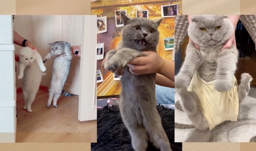 Вирусная «Гуцулка», или Почему нельзя поднимать кошек и собак за передние лапы