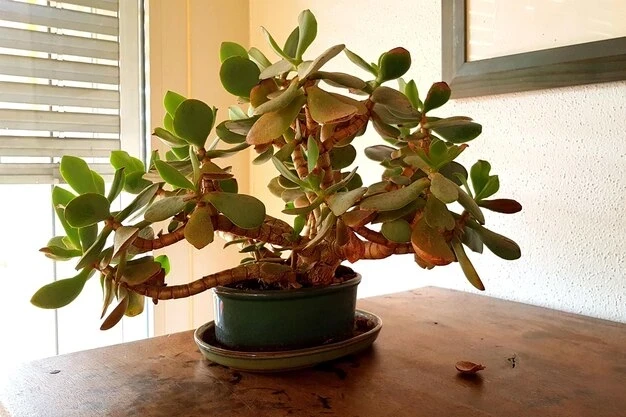 По какой причине гибнет денежное дерево: садоводы раскрыли ошибки ухода за растением